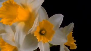 🌹МУЗЫКА ЦВЕТОВ.🌹Очень Красивая Музыка для Души💞