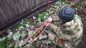 Подготовка малины к зиме. Обычная и ремонтантная.