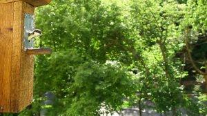 Синица. Вылет птенцов