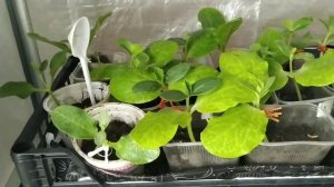 30 мая 2020 г. Дыни на своих корнях и привитые на Ферро. Привила дыню Колхозница на Фицифолию.