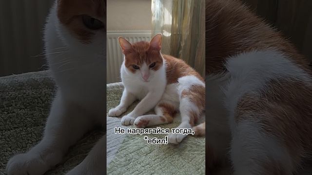 #юмор #прикол #натальнаякарта #гороскоп #астроюмор  #котики #ведическаяастрология