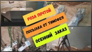 Роза почтой - посылка от Тимофея. Осенний заказ.