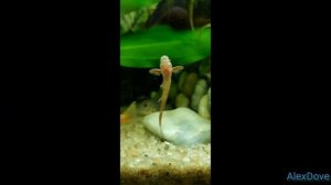 Лорикария Красная (Rineloricaria Sp.”Red”)