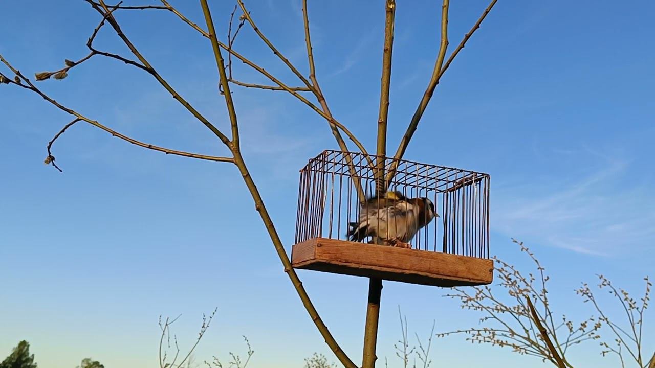 Щегол смотреть онлайн