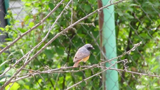 Горихвостка лысушка дача смотреть онлайн