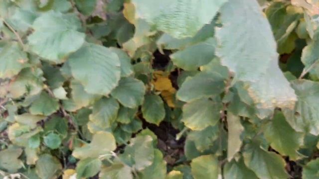 Фундук Трапезунд на дачном участке. смотреть онлайн