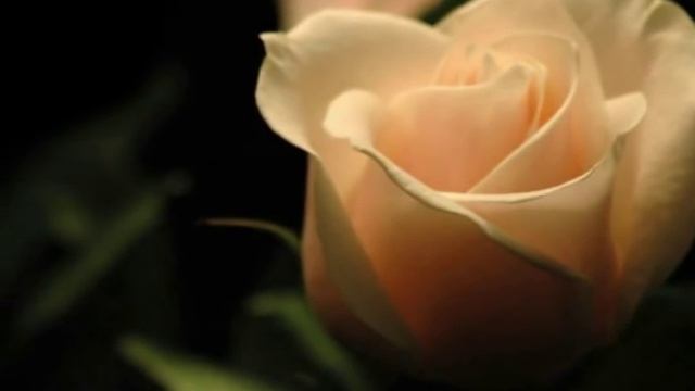 ТЫ ЧУЖОЙ - исп. НАДЕЖДА ЧЕПРАГА смотреть онлайн