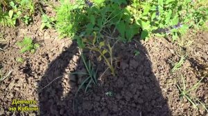 Первый опыт ОГОРОДА НА КУБАНИ. Переехали на ЮГ. Купили дом в Краснодарском крае. Лето 2021. ЖАРА