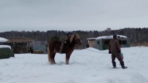 Объезжаем  жеребца  2 года 8 месяцев  советский тяжеловоз!!!