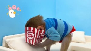 Monkey Baby Bon Bon goes shark fishing and eats watermelon and ducklings in the garden