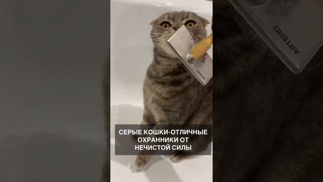 На что влияет окрас кота?