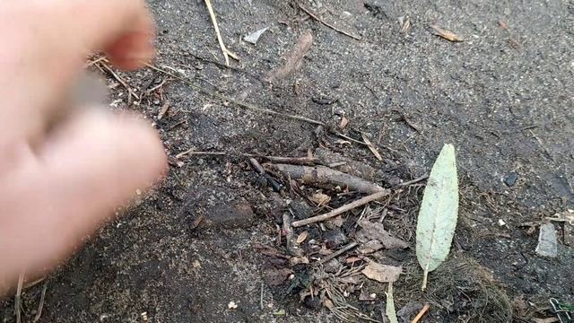 Подобрал НУЖНУЮ НАСАДКУ и НАЧАЛ ЛОВИТЬ КАРАСЯ в ЗАБРОС! КАРАСЬ КЛЮЁТ ДУПЛЕТАМИ в КОНЦЕ СЕНТЯБРЯ! смотреть онлайн