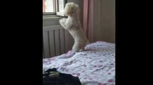 Самые смешные моменты года, подборка