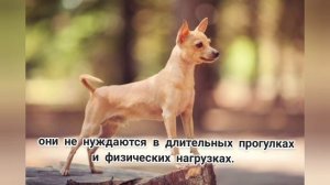 Русский той терьер. Все о породе Той терьер. Той терьер