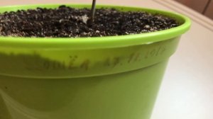 Сильное дерево Дуб