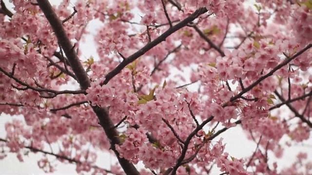 Музыка для релаксации и психологической разгрузки. Music for relaxation and psychological relief смотреть онлайн