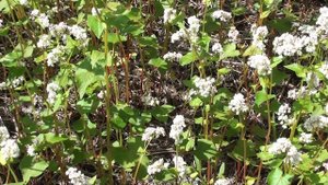 сбор гречишного меда пчелами на точке с поля гречихи