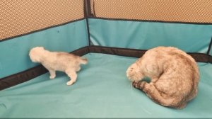 Милые Мама Кошка со своим 2 месячным Котёнком