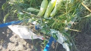 Как летом кормить вьетнамских Вислобрюхих свиней
