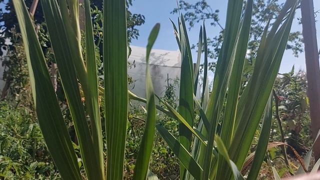 Cutting the gladiolus after blooming смотреть онлайн