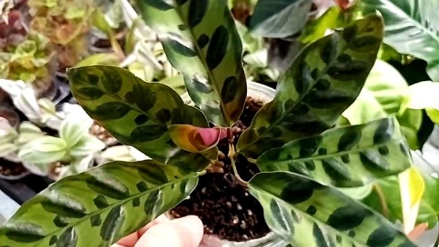 Выставка цветов./Ароидные, марантовые, геснериевые и много-много бегоний.