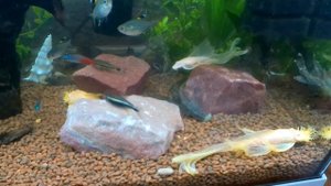 Анциструс-патриарх и остальные в 60-литровом аквариуме