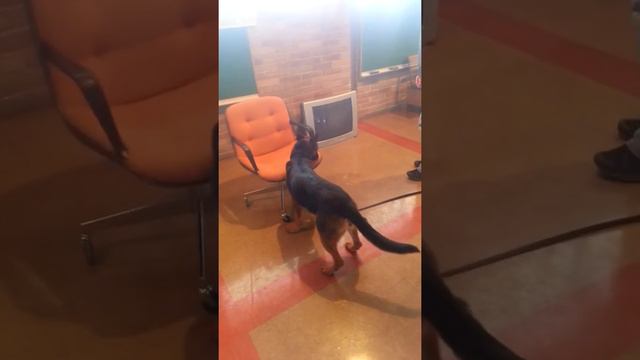 K9 Grant - Universal K9 - 210-858-6830 смотреть онлайн