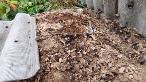 Куда девать опилки с куриным пометом?