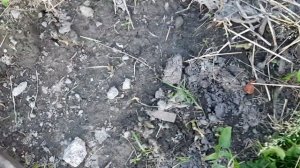 Розы. Пробуем вырастить черенки не накрывая бутылкой. #rose #выращиваемДомаРозы #РозыБЕЗбутылки