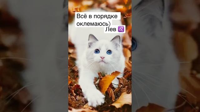 Последний знак зодиака рыбы лерчег лиса музыка рекомендации рисунки роблокс чудочай art 