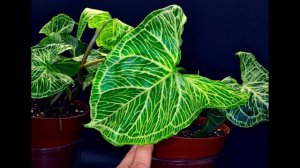 Syngonium 'Batik' (variegated cultivar, Araceae)