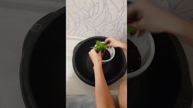 Сажаем Педилантус. Посадка Педилантус. смотреть онлайн