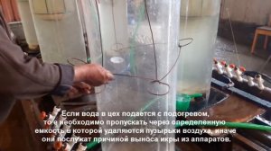 ИНКУБАЦИЯ АМУРА КАРП И ПОДГОТОВКА ИНКУБАЦИОНИ ЦЕХА| ПОЛУЧЕНИ ИКРЫ И ВЫКЛЕВ ЛИЧИНКИ ЧАСТЬ 1