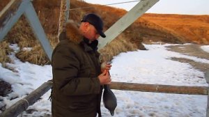 Чучело голубя на ветке.