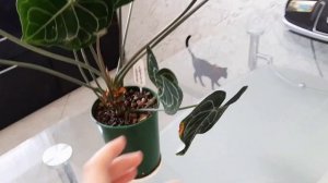 АНТУРИУМ. Коллекция редких антуриумов #11. Антуриум Marasol, Clarinervium и Salmon Candy