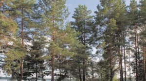 "ГЛУБОКАЯ ПЕЧАТЬ"... (Фото-дневник Владимира Скобеева (Рязань), музыка Вадима Гурьева)