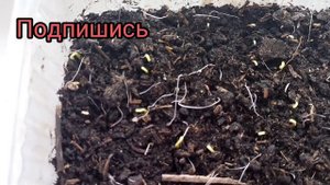 Через сколько всходит рассада перца?