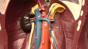 Circulatory System | Arteries of the Thorax & Abdomen | Torso Anatomy Model