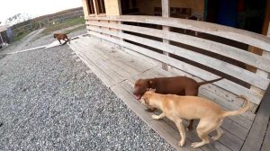 СИЛЬНЫЙ УДАР КОПЫТОМ ЛОШАДИ !!! Это страшно !!!! Подписчики с Ростова/Экскурсия по лошадям Питбуль.