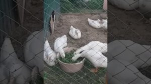 Почему муларды щиплют перья у своих собратьев?