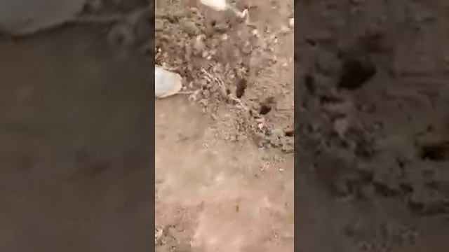 Посадка шиповника