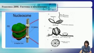 Лекция 3.  Строение нуклеиновых кислот.
