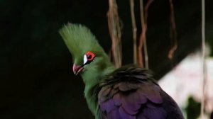 15 Минут Психологическая Медитация Радость любви, Расслабление, Снятие стресса, Выйти из депрессии