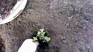 Как рассадить ремонтантную землянику лукошко