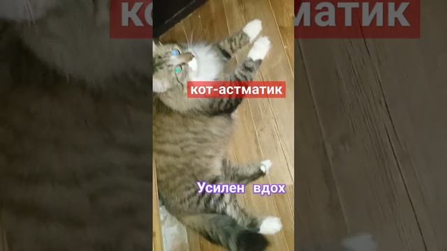 Астма у кота Леопольдика. Усилен вдох. Приют Петербург смотреть онлайн