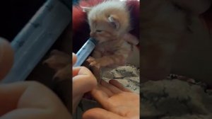 Как кормить котёнка в домашних условиях