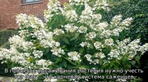 Гортензия Левана метельчатая — описание, посадка и уход