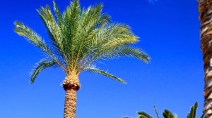 ПАЛЬМА своими руками