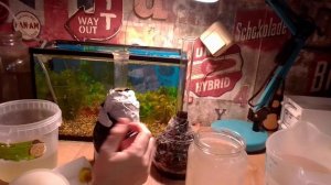 Аулофорус и инфузория