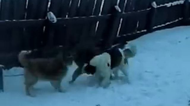 Незваный гость или защита своей территории. смотреть онлайн